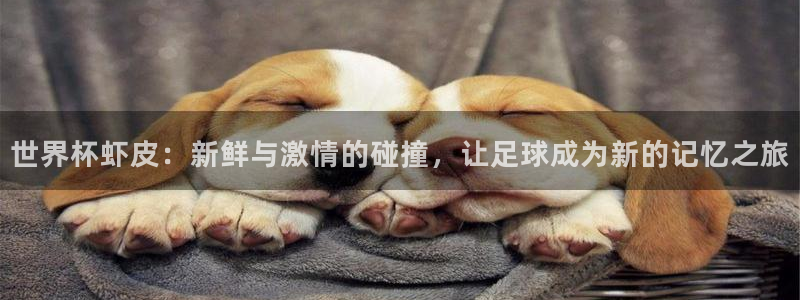 欧洲世界杯预选赛：世界杯虾皮：新鲜与激情的碰撞，让足球成为新的记忆之旅