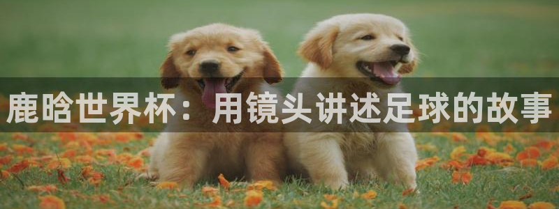 世界杯小组赛赛程：鹿晗世界杯：用镜头讲述足球的故事